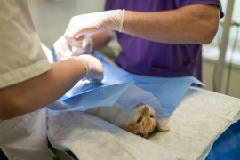 Hundeversicherung | Kosten-Krankenversicherung | Katzenversicherung
